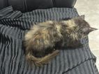 Persian Kitten
