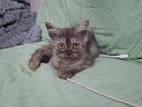 Persian Kitten