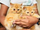 Persian Kittens