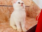 Persian Kitten