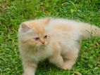 Persian kitten for sale