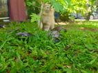 Persian Kittens