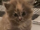 Persian Kitten
