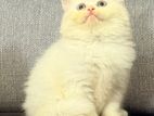 Persian Kitten