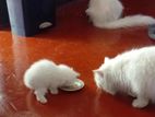 Persian Kittens