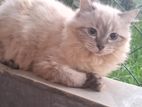 Persian Kitten