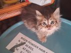Persian Kitten