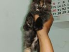Persian Kitten