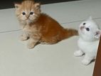 Persian Kitten