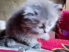 Persian Kitten