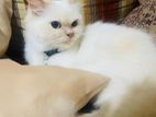 Persian Kitten