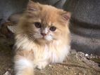 Persian Kitten