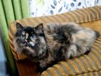 Persian kitten