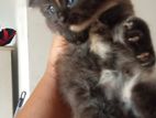 persian kitten