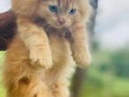 Persian Kitten