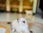 Persian Kitten