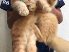 Persian Kittens