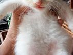 Persian Kitten