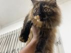 Persian Kitten