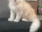 Persian Kitten