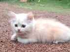 Persian kitten