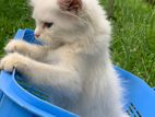 Persian Kitten