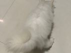 Persian Kitten