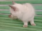 Persian Kittens