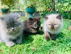 Persian Kitten