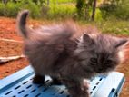 Persian Kittens for Kind Home