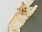 Persian Kitten