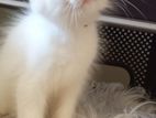 Persian Kitten