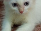 Persian Kitten