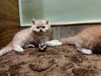Persian Kitten