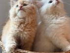 Persian Kitten