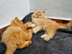 Persian Kitten