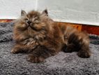 Persian Kitten