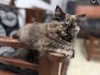Persian Kitten