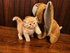 Persian Kitten
