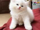 Persian Kitten