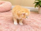 Persian Kittens