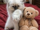 Persian Kittens