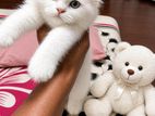 Persian Kitten