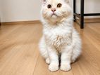 Persian Kitten