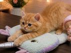 Persian Kitten