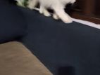 Persian Kittens
