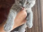 Persian Kitten