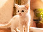 Persian Kitten