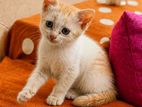 Persian Kitten