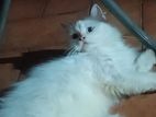 Persian kitten